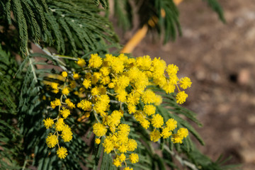 Mimosa Flowers in Bloom in Winter