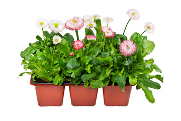 Seedlings of Daisies in pots for planting in the garden or park in spring