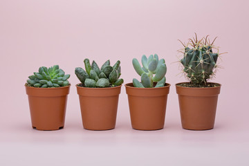 Small succulents and cactus on a pink background. Macro photography