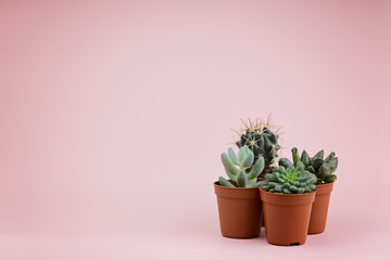 A group of small succulents on a pink background, a place for an inscription. Beautiful floral background, macro photography