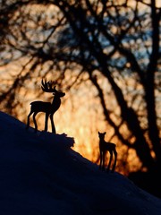 silhouette of deers