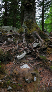 Fibrous roots above the ground of an old tree with large trunk and covered in moss, holding on soil and rocks in the dark forests of Bergen, Norway