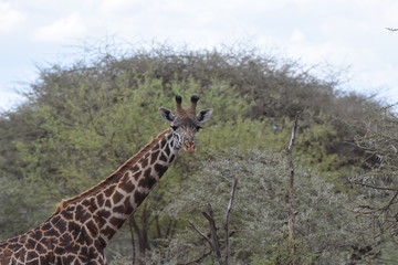 Naklejka na ściany i meble Masai giraffe in Serengeti National Park, Tanzania
