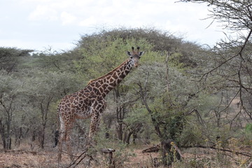 Masai giraffe in Serengeti National Park, Tanzania