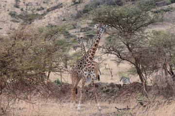 Masai giraffe in Serengeti National Park, Tanzania