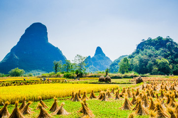 Fototapeta na wymiar Rice fields and mountain scenery in fall 
