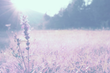 View of a wild flower branch at the dawn of the sun against the backdrop of the mountains.