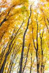 Yellow trees against the sky