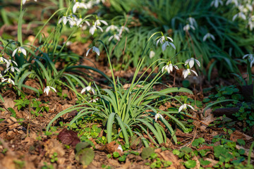 Les perce-neige annoncent le retour du printemps