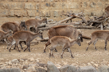 ヒマラヤタール