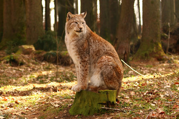 Luchs (Lynx)