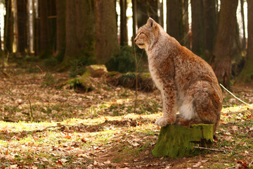 Naklejka na ściany i meble Luchs (Lynx)