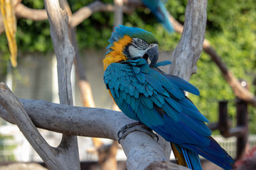 コンゴウインコ