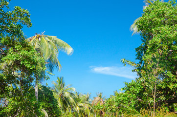 sfondo bello giungla palme e cielo blu