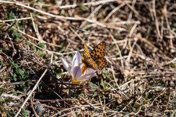 Queen of Spain Fritillary Butterfly on Riviera Crocus Flower in Winter