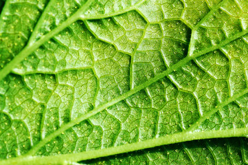 close up green leaf texture