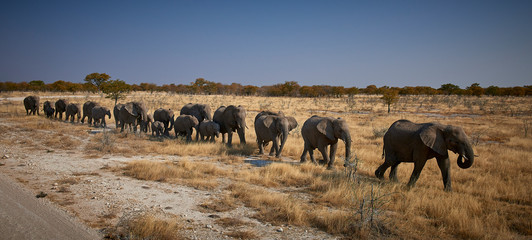 Herd of elephants crossing the Etosha pan