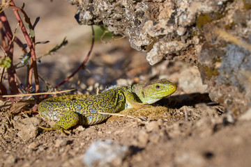 The ocellated lizard (Timon lepidus), is a species of lizard own of southwestern Europe and northwest of Africa