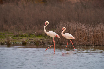 Group of common or pink flamingo (Phoenicopterus roseus) in the lagoon of Fuente de Piedra, Malaga. Spain