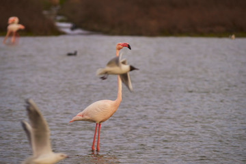 Group of common or pink flamingo (Phoenicopterus roseus) in the lagoon of Fuente de Piedra, Malaga. Spain