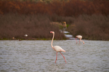 Group of common or pink flamingo (Phoenicopterus roseus) in the lagoon of Fuente de Piedra, Malaga. Spain