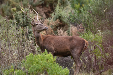 Young deer in mediterranean forest. Malaga, Spain
