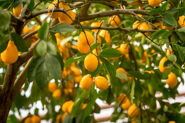 Lots of lemons, lemons on a tree, lemons close-up, background, summer, garden with lemons
