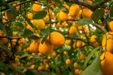 Lots of lemons and lime, lemons on the tree, lemons close-up