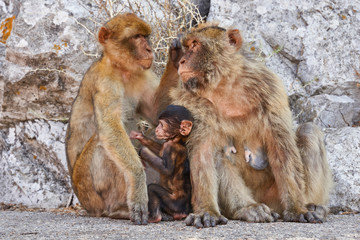 Macaques in the Rock of Gibraltar(Macaca sylvanus). British Territory. United Kingdom