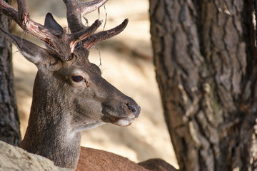 Naklejka na ściany i meble Deer stag in Sierra de las Nieves, Málaga. Spain
