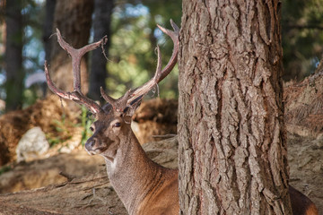 Deer stag in Sierra de las Nieves, Málaga. Spain