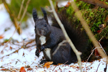 Eichhörnchen (sciurus) © MerkAngela.WH