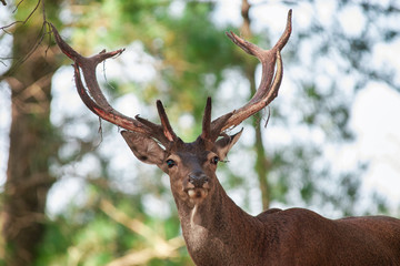Deer stag in Sierra de las Nieves, M&aacute;laga. Spain