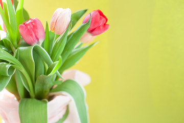 spring background with tulips