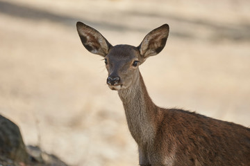 Young deer in Andujar, Jaen. Spain