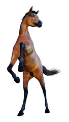 3D Rendering Horse Foal on White