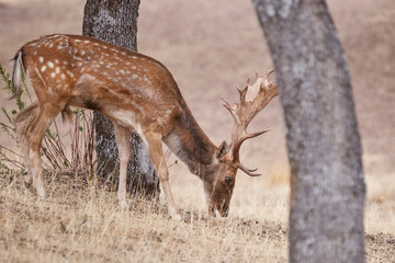 Common or European fallow deer in Andujar, Sierra Morena. (Cervus dama)