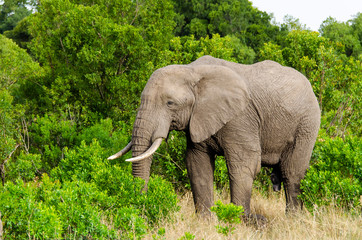 An elephant grazing in the bushes of Masai Mara national reserve during a wildlife safari