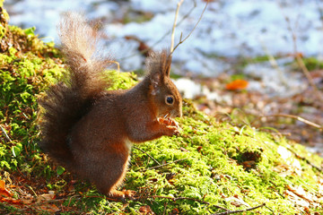Eichhörnchen (sciurus)