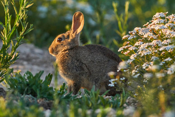 Common or European rabbit (Oryctolagus cuniculus), Andalusia. Spain