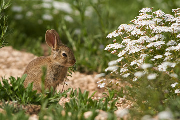 Common or European rabbit (Oryctolagus cuniculus), Andalusia. Spain