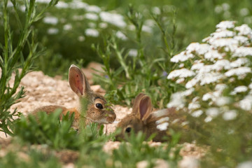 Common or European rabbit (Oryctolagus cuniculus), Andalusia. Spain