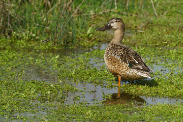 Female common spoon duck (anas clypeata) in the lagoon of Fuente de Piedra, Malaga. Spain