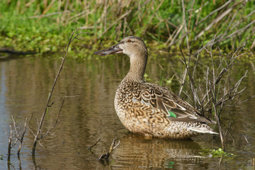 Female common spoon duck (anas clypeata) in the lagoon of Fuente de Piedra, Malaga. Spain