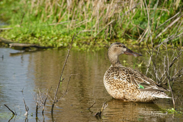 Obraz premium Female common spoon duck (anas clypeata) in the lagoon of Fuente de Piedra, Malaga. Spain