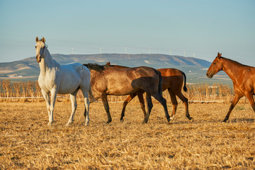 Fototapeta na wymiar Spanish horses on the farm. Andalusia. Spain