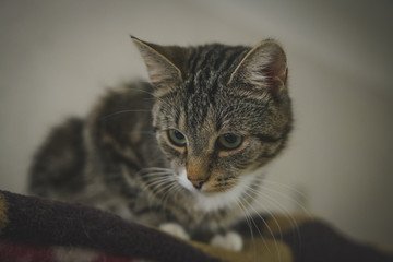 Fototapeta premium cat