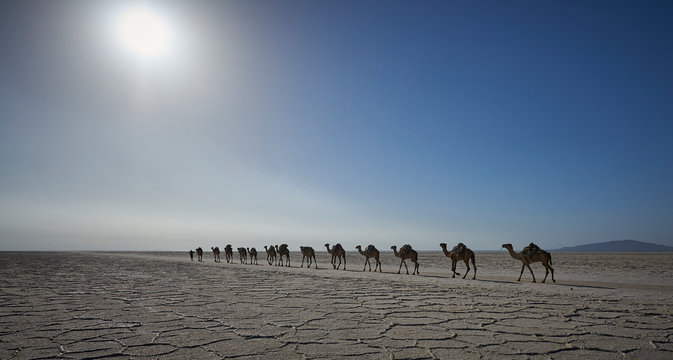 Salt caravan crossing the Afar salt flats