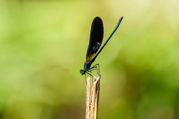 Zygoptera or caballito del diablo © Jesnofer