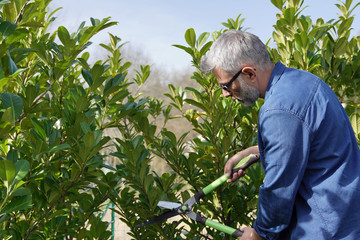 Fototapeta premium Man trimming hedge with gardening sheers
